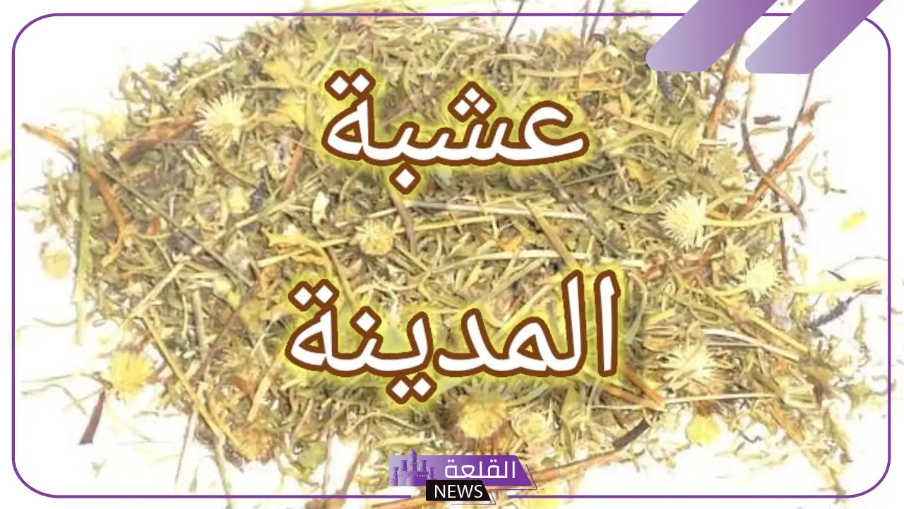 تجربتي مع عشبة المدينة للحمل.. مين جربت عشبة المدينة وحملت تجربتي مع عشبة المدينة للحمل.. مين جربت عشبة المدينة وحملت