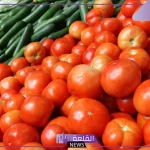 شعبة الخضروات.. تراجع أسعار الطماطم وبعض الخضروات الأخرى في مصر