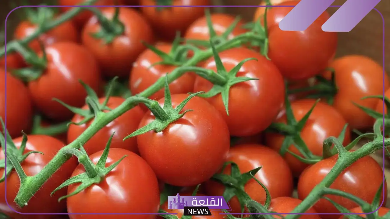 بعد تسريب مقطع صوتي يحذر من الطماطم المسمومة.. تعليق نقيب الفلاحين حول سبب وجود الثقوب السوداء 5 سبب الثقوب في الطماطم