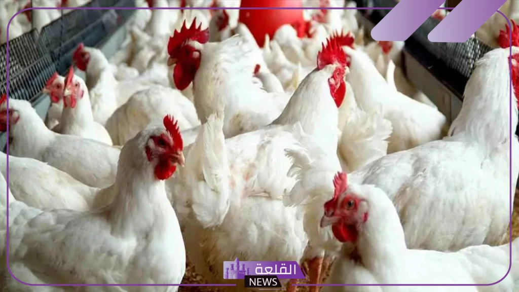 اسعار الفراخ اليوم.. شعبة الدواجن تكشف تراجع سعر الكتكوت وارتفاع في أسعار البيض 5 أسعار الفراخ اليوم في مصر