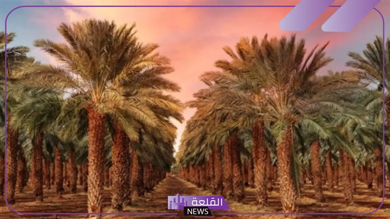 تفسير حلم النخل والبلح في المنام وعلاقته بالخير القريب لابن سيرين 6 تفسير زراعة النخل في المنام