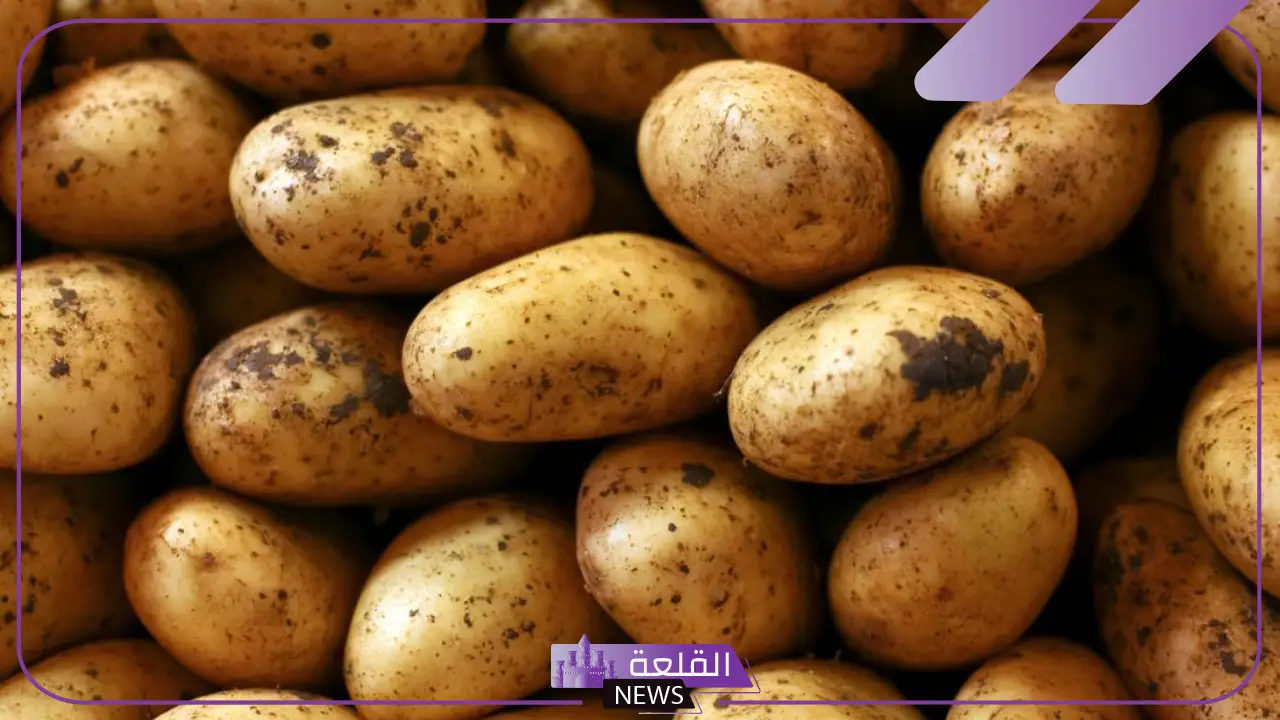 تفسير حلم رؤية البطاطا في المنام للعزباء والمتزوجة لابن سيرين 5 حصاد البطاطا في المنام