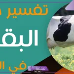 تفسير حلم رؤية البقر في المنام للعزباء والمتزوجة لابن سيرين