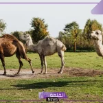 حلمت بجمل يلاحقني في المنام لابن سيرين.. دلالة رؤية الجمل