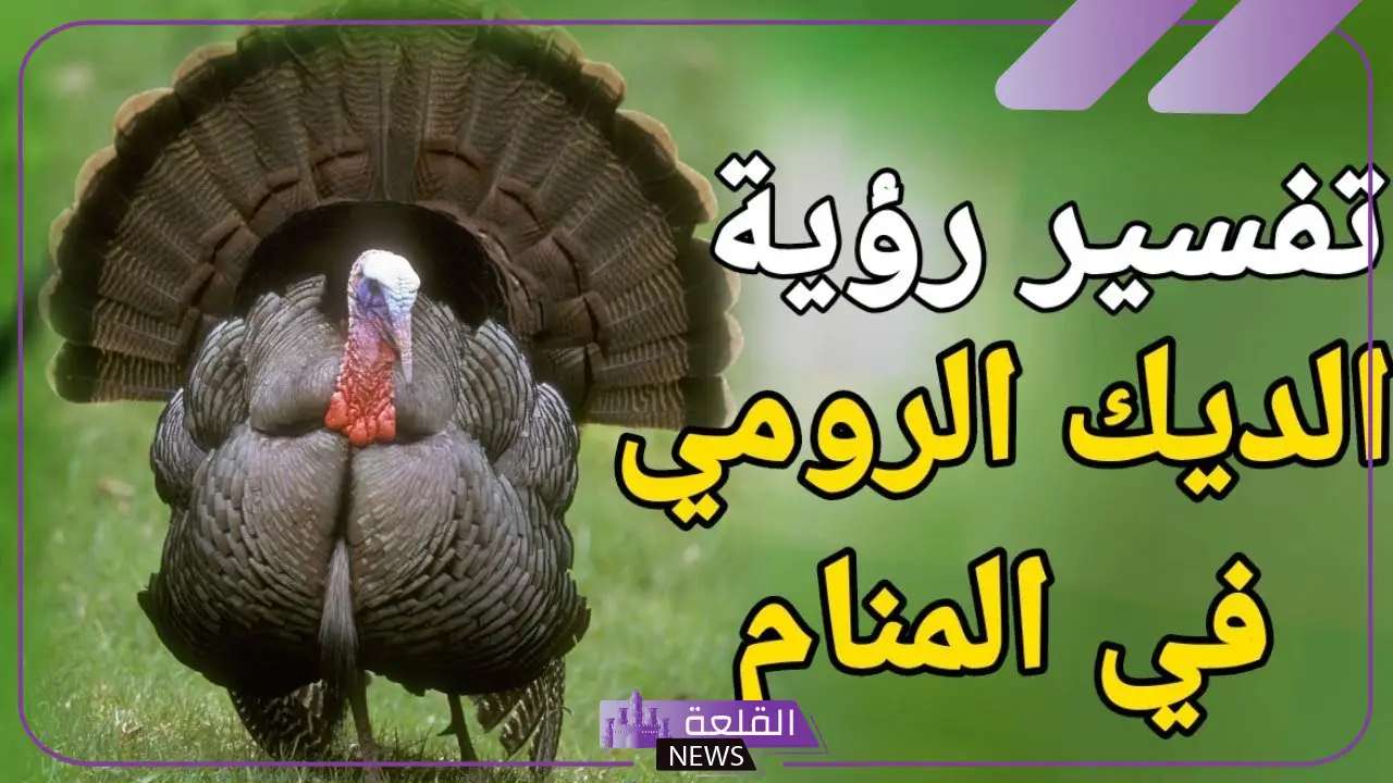 تفسير حلم رؤية الديك الرومي في المنام للمطلقة والعزباء لابن سيرين 6 تفسير حلم الديك الرومي للعزباء