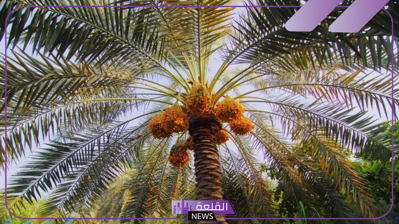 تفسير حلم النخل والبلح في المنام وعلاقته بالخير القريب لابن سيرين 5 تفسير حلم البلح والنخل في الحلم وعلاقته بالخير