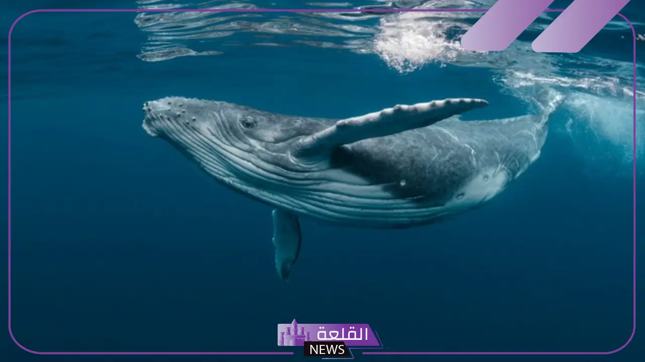 تفسير حلم رؤية الحوت في المنام للعزباء والمتزوجة لابن سيرين