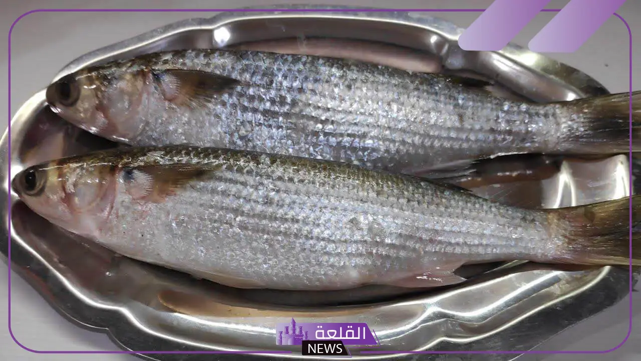 تفسير حلم رؤية الفسيخ في المنام وعلاقته بتجاوز كل العقبات 5 دلالات الفسيخ في الحلم