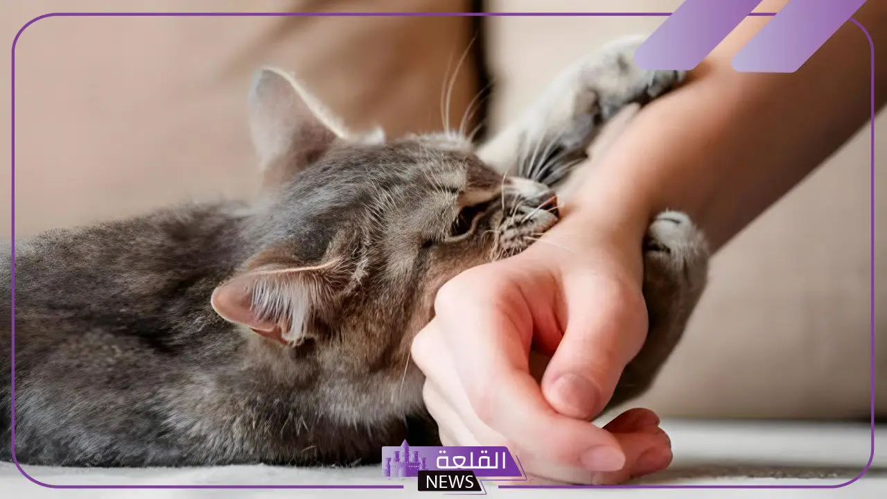 تفسير حلم عضة القطة في المنام للعزباء والمتزوجة لابن سيرين
