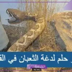تفسير حلم لدغة الثعبان في القدم اليمنى واليسرى في المنام لابن سيرين