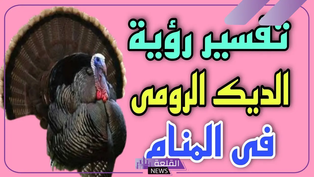 تفسير حلم رؤية الديك الرومي في المنام للمطلقة والعزباء لابن سيرين 5 تفسير حلم ديك رومي يطاردني