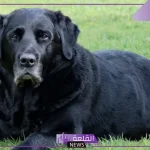 تفسير حلم كلب أسود ورؤيته في المنام للعزباء والمطلقة لابن سيرين