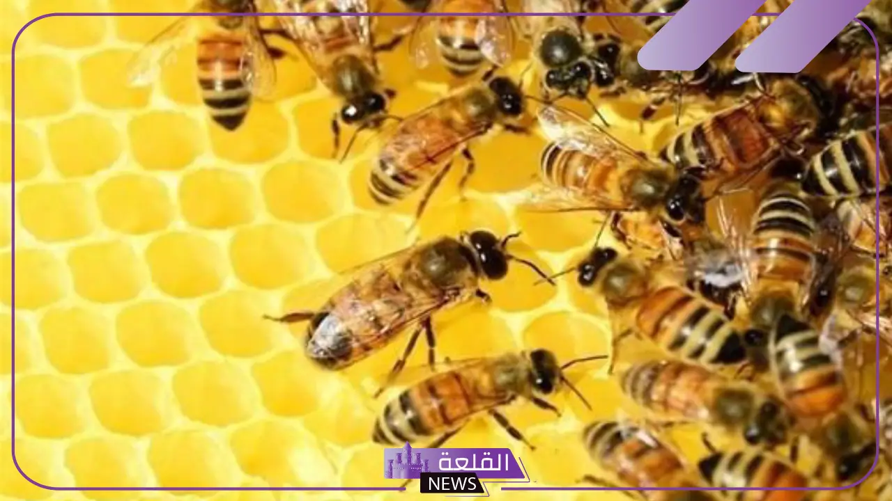 تفسير حلم قرصة النحل في المنام لابن سيرين للعزباء والمتزوجة 5 تفسير قرص النحل في منام العزباء والمتزوجة