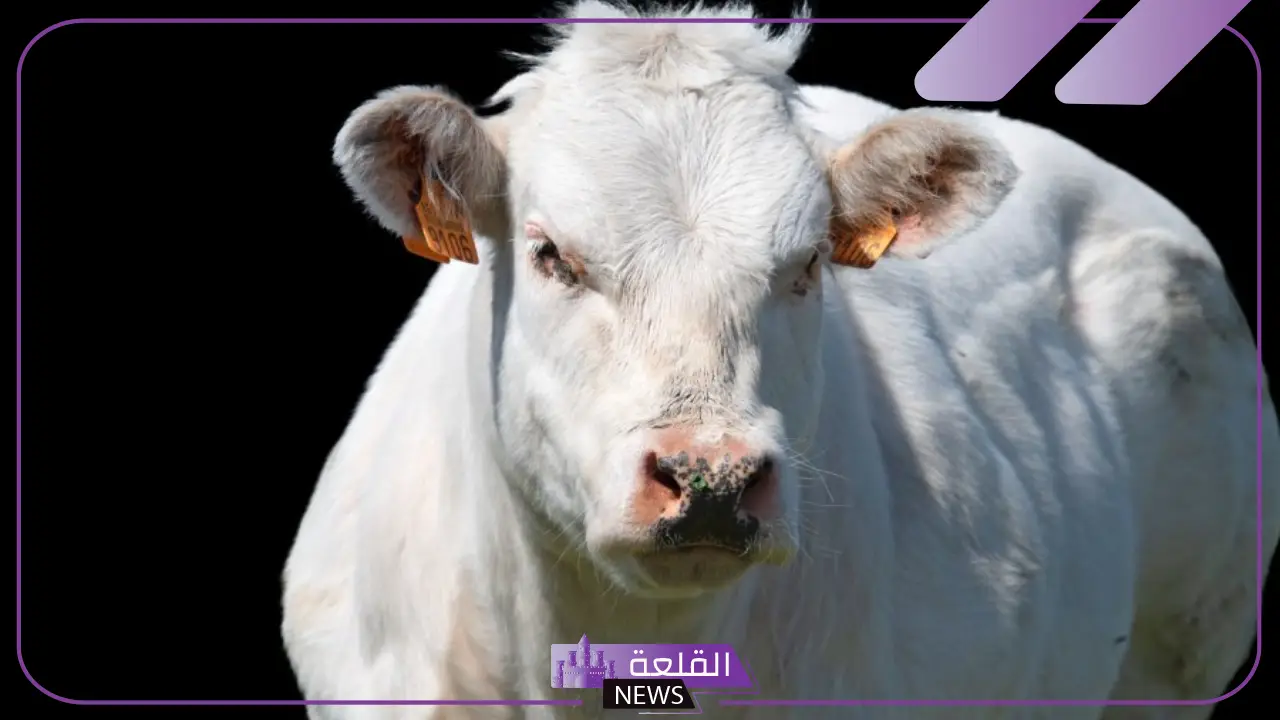 تفسير حلم رؤية العجل في المنام لابن سيرين للعزباء والمتزوجة 6 تفسير حلم رؤية العجل لابن سيرين