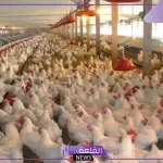 دواجن مصر.. المشروع يوفر أكثر من 5000 فرصة عمل للشباب في مصر