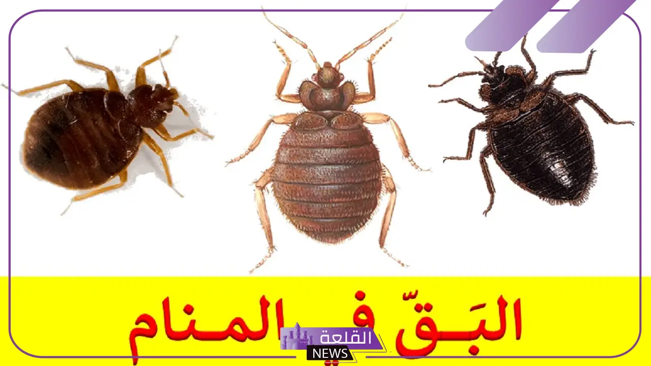 تفسير حلم البق في المنام وعلاقته بالحصول على الميراث لابن سيرين 6 تفسير حلم البق للمطلقة