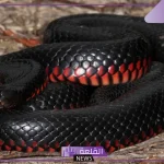 حلمت بثعبان اسود في المنام داخل البيت لابن سيرين