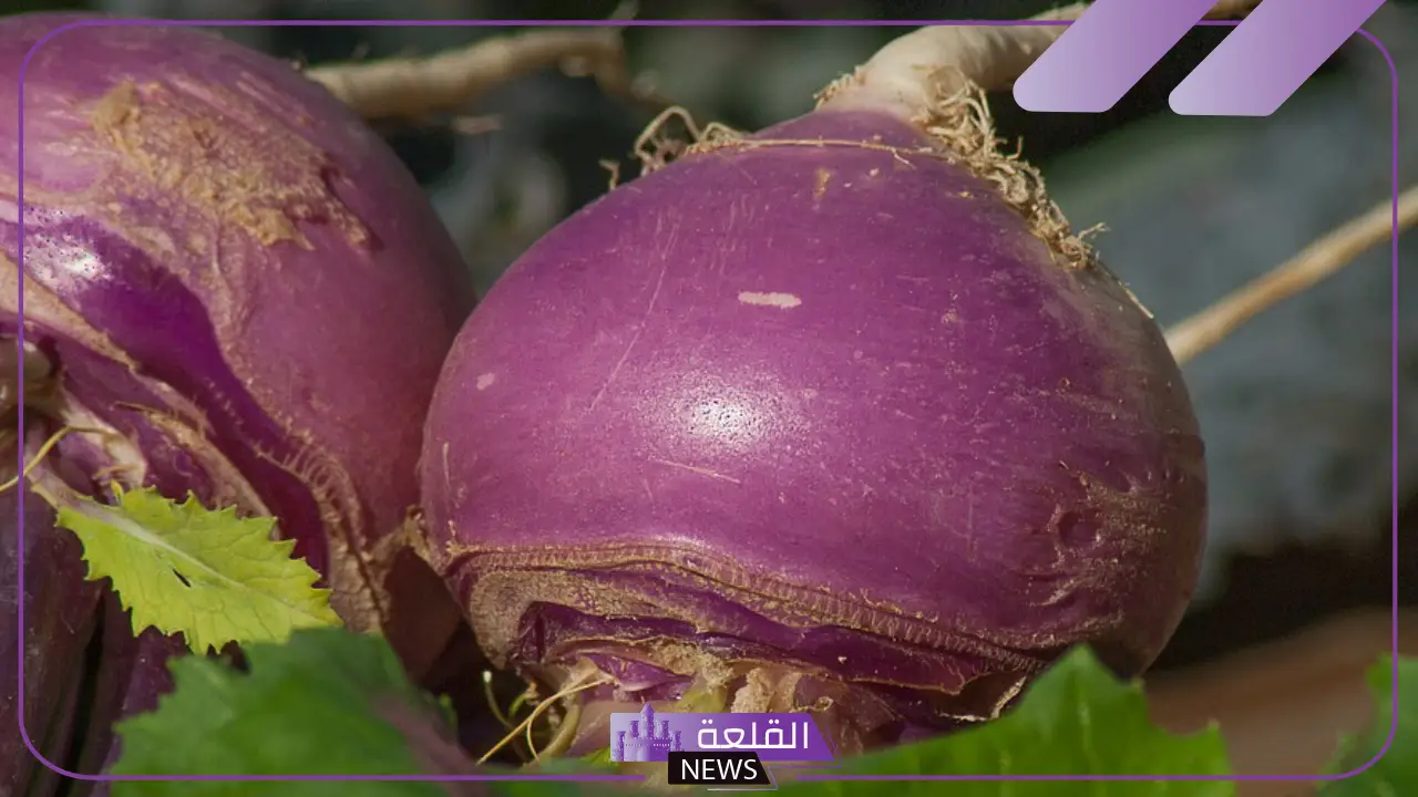 تفسير رؤية اللفت في المنام وعلاقته بالزواج من رجل ثري 6 تفسير حلم اللفت للعزباء
