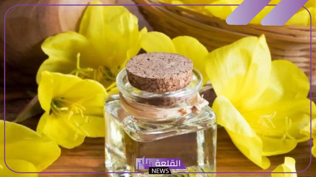 تجربتي مع زهرة الربيع المسائية وطريقة الحصول عليها تجربتي مع زهرة الربيع المسائية وطريقة الحصول عليها