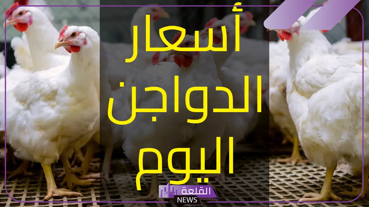 أسعار الطيور.. سعر كيلو الدجاج في بورصة الدواجن اليوم الثلاثاء 15 أكتوبر 2024