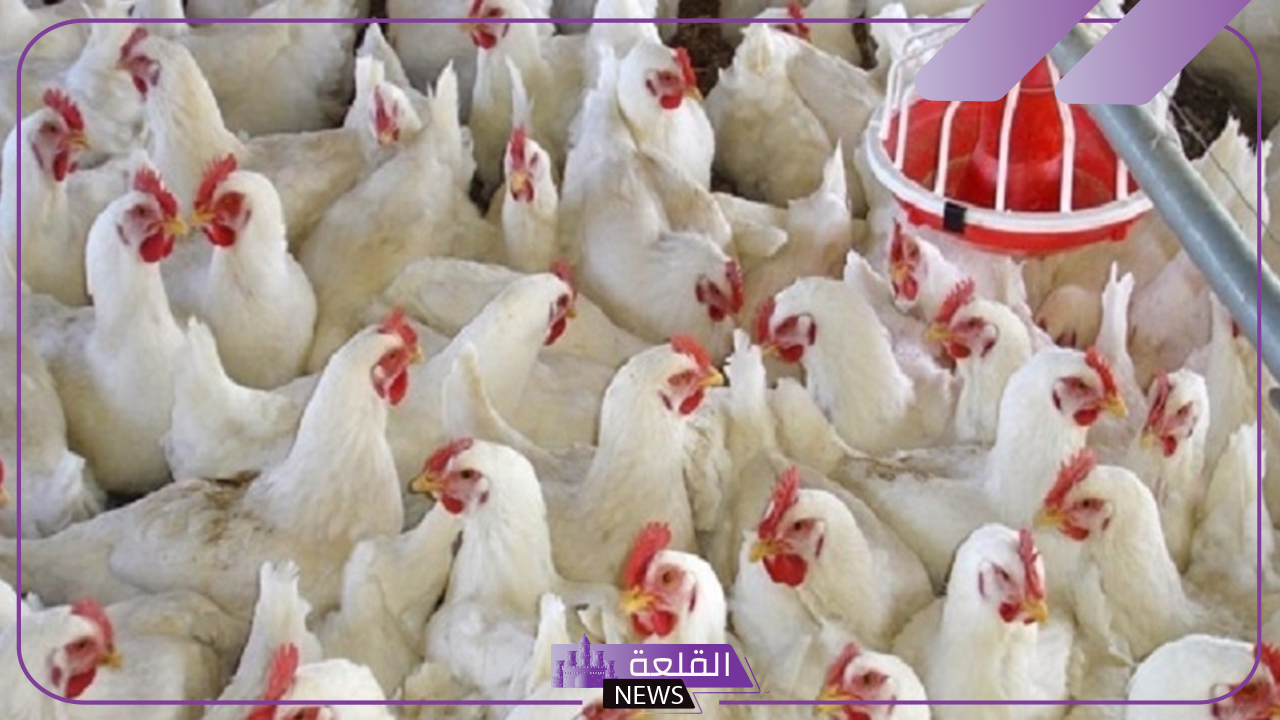 أسعار الطيور.. سعر كيلو الدجاج في بورصة الدواجن اليوم الثلاثاء 15 أكتوبر 2024 5 سعر كيلو الفراخ البيضاء في البورصة اليوم