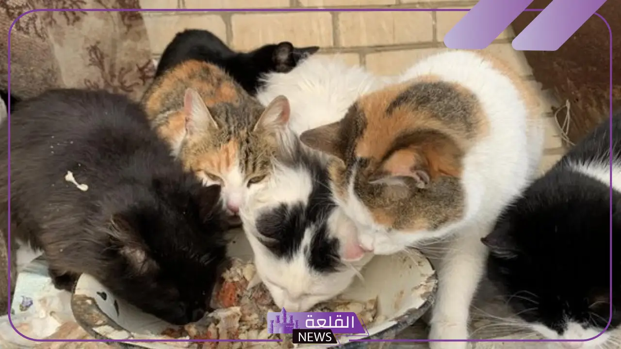وزارة الداخلية.. القبض على امرأة تذبح الكلاب والقطط وتأكلها في الشارع 5 القبض على سيدة تقتل الكلاب والقطط