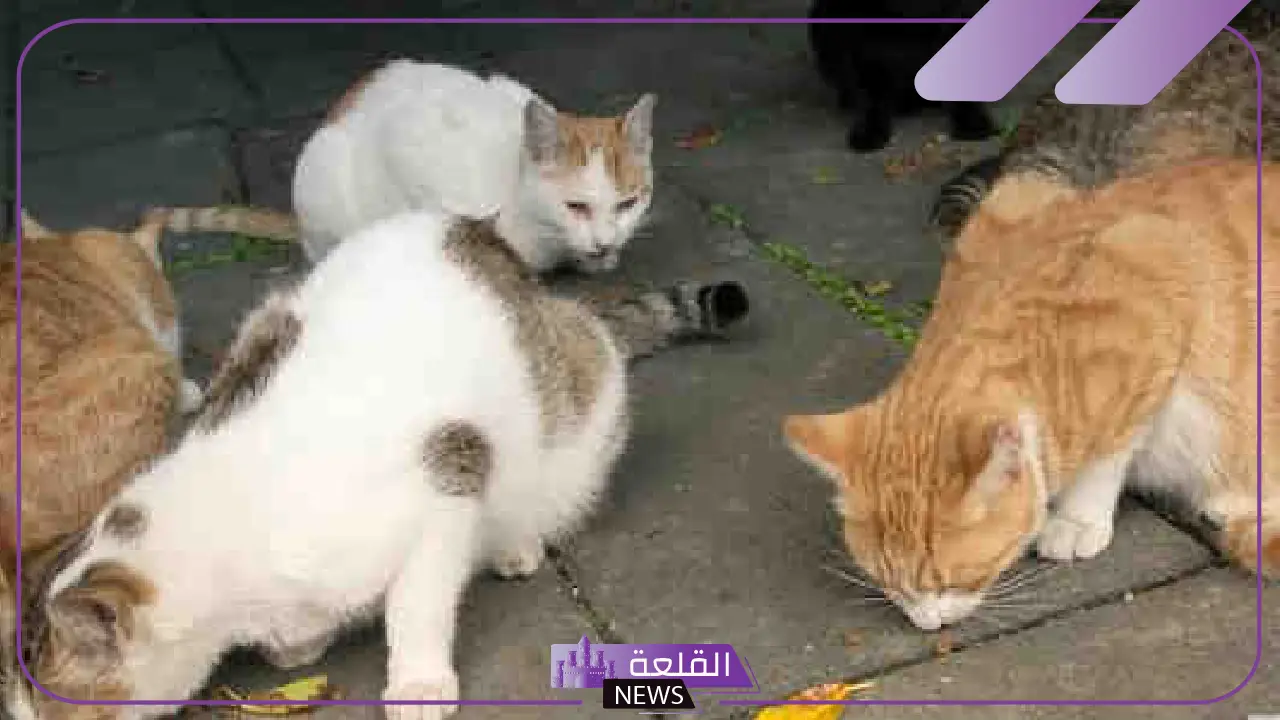 القبض على سيدة في القاهرة تذبح الكلاب والقطط