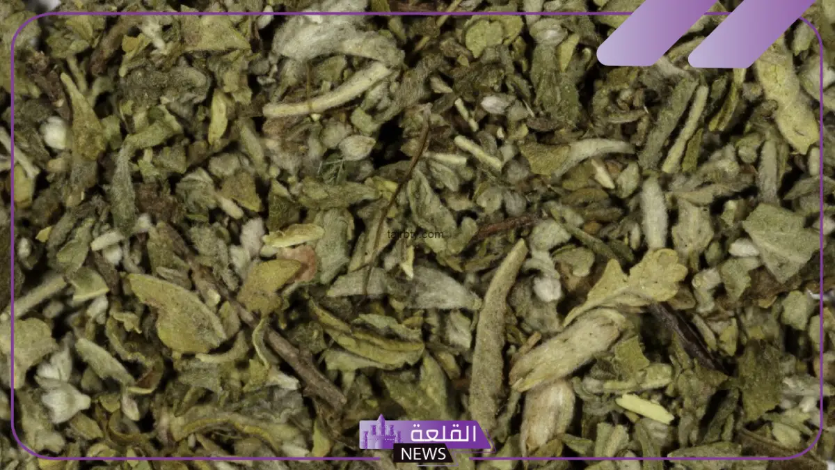 تجربتي مع شرب الشيح بالفوائد .. فوائد الشيح للحمل والانجاب 5 فوائد الشيح