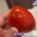 بعد تسريب مقطع صوتي يحذر من الطماطم المسمومة.. تعليق نقيب الفلاحين حول سبب وجود الثقوب السوداء