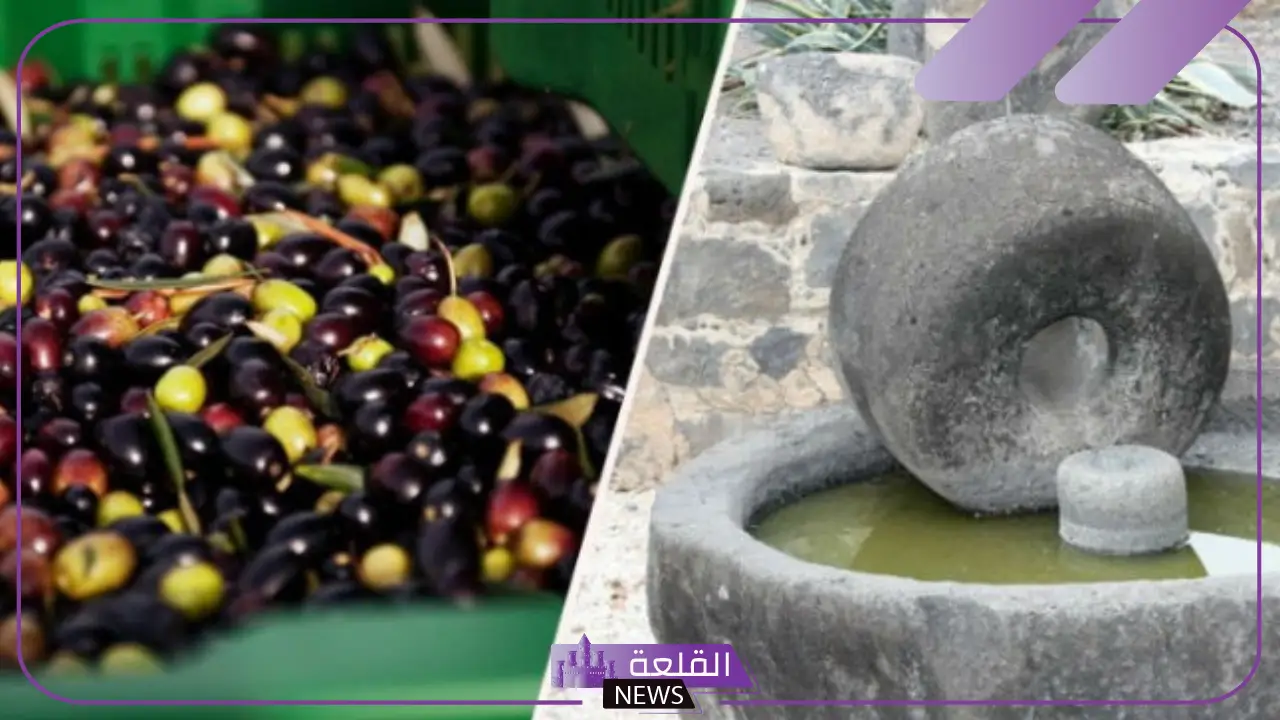 حضريه في بيتك.. وصفة بسيطة لتحضير زيت الزيتون في المنزل بتكلفة قليلة 5 طريقة عمل زيت الزيتون في المنزل