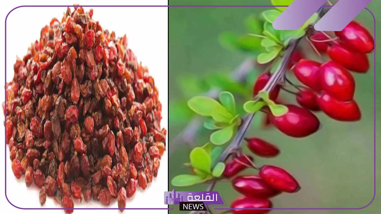 تجربتي مع البربرين لخسارة الوزن الزائد والآثار الجانبية 5 كبسولات البربرين