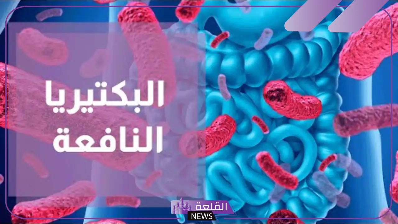 تجربتي مع البكتيريا النافعة والتخلص من الوزن الزائد تجربتي مع البكتيريا النافعة والتخلص من الوزن الزائد