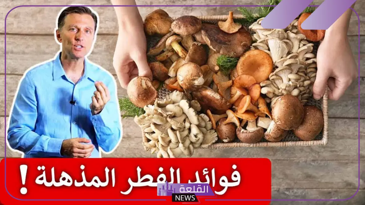 تجربتي مع فطر الريشي بالفوائد .. كيف يتم استعمال الفطر الريشي 