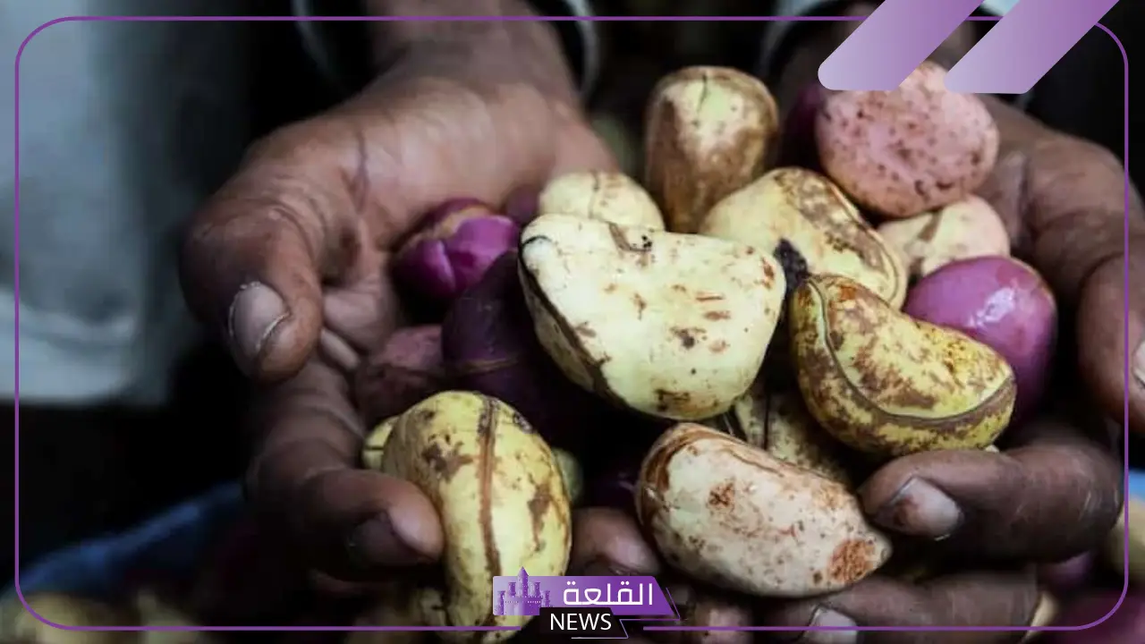 تجربتي مع القورو وهل يظهر في تحليل المخدرات 6 القورو للسيدات