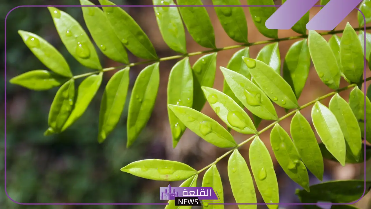 تجربتي مع تونكات علي وتأثيره على الرجال والنساء 6 استخدامات تونكات علي