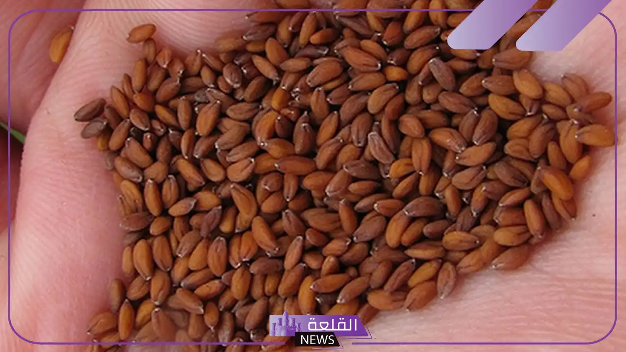 تجربتي مع حب الرشاد للعظام وخشونة الركبة “طريقة الاستخدام” تجربتي مع حب الرشاد للعظام وخشونة الركبة “طريقة الاستخدام”