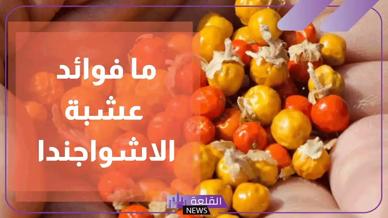 تجربتي مع عشبة الاشواجندا وفوائدها 5 تجربتي مع عشبة الاشواجندا للنوم