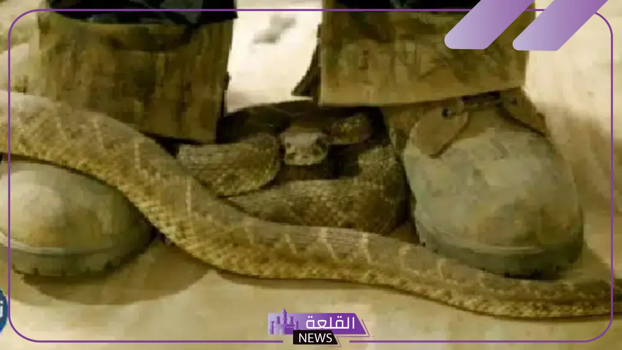 تفسير حلم لدغة الثعبان في القدم اليمنى واليسرى في المنام لابن سيرين 6 تفسير حلم لدغة الثعبان في القدم للمتزوجة والعزباء لابن سيرين