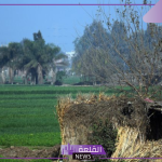 بأسعار رخيصة.. سعر إيجار فدان الأرض الزراعية في مصر خلال 2024