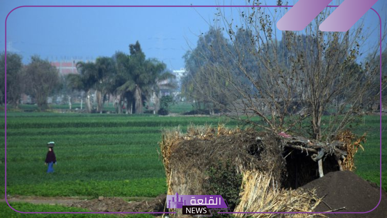 بأسعار رخيصة.. سعر إيجار فدان الأرض الزراعية في مصر خلال 2024