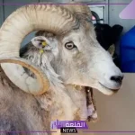 بقيمة 13 ألف دولار.. استنساخ أغنام ماركو بولو في أمريكا!