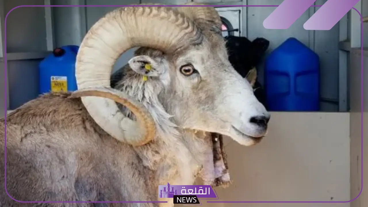 بقيمة 13 ألف دولار.. استنساخ أغنام ماركو بولو في أمريكا!