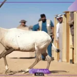 للحفاظ عليهم.. قرار بإطلاق 80 كائن فطري مهدد بالانقراض في محمية الأمير محمد بن سلمان