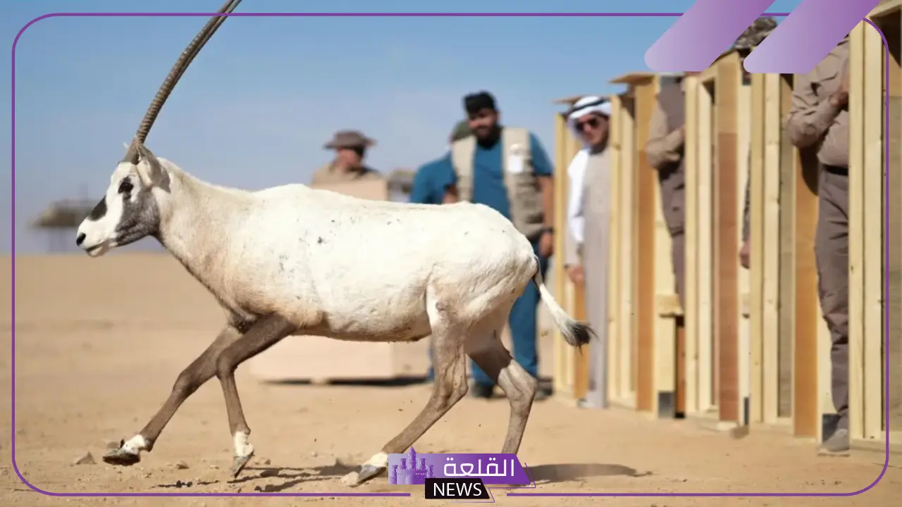 للحفاظ عليهم.. قرار بإطلاق 80 كائن فطري مهدد بالانقراض في محمية الأمير محمد بن سلمان