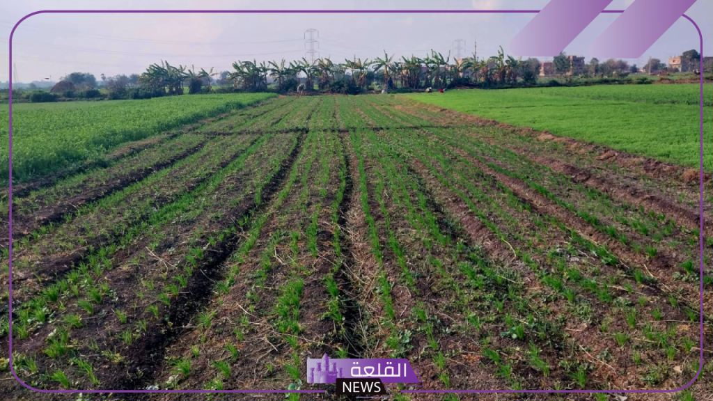 بأسعار رخيصة.. سعر إيجار فدان الأرض الزراعية في مصر خلال 2024 بأسعار رخيصة.. سعر إيجار فدان الأرض الزراعية في مصر خلال 2024