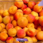 تفسير اكل المشمش في المنام وعلاقته بالأحزان لابن سيرين