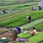 الإرشاد الزراعي.. الكشف عن حقيقة إنتاج فسائل من جذور النخلة