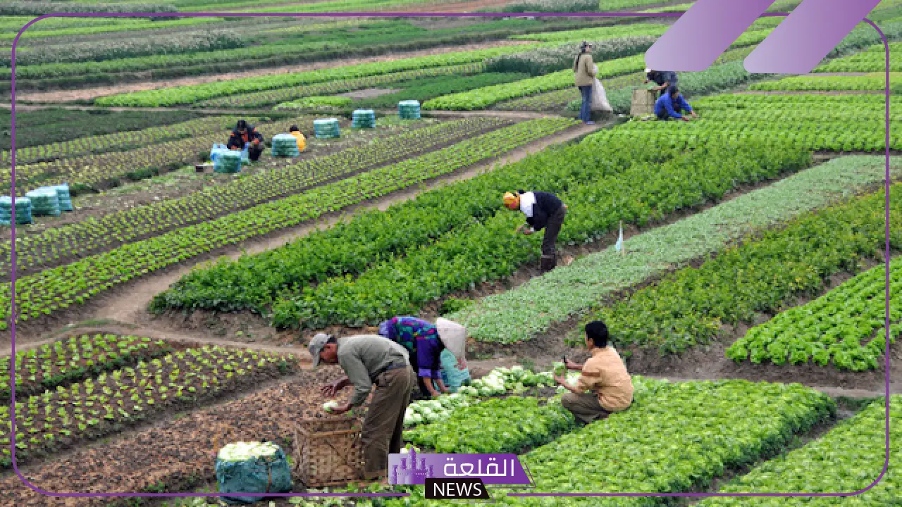 الإرشاد الزراعي.. الكشف عن حقيقة إنتاج فسائل من جذور النخلة