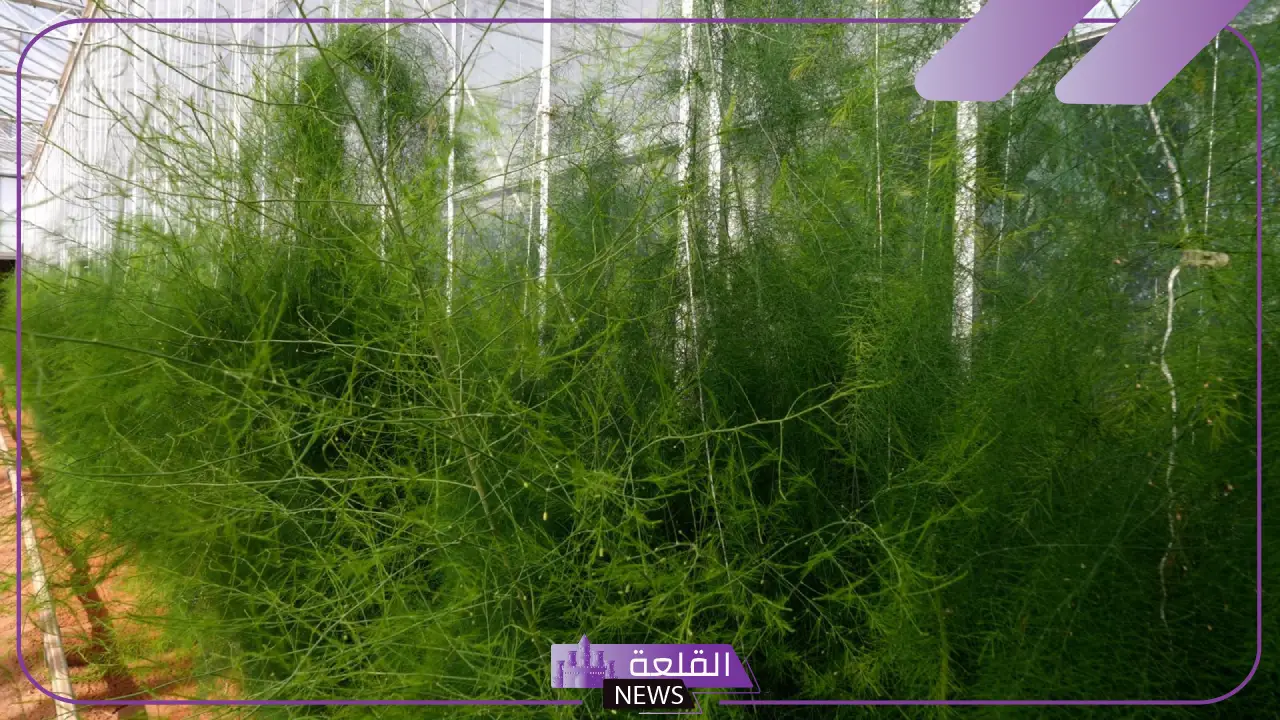 خطوة رائدة في الزراعة.. سعودي يتمكن من توطين زراعة الهليون داخل البيوت المحمية 5 توطين زراعة الهليون في السعودية