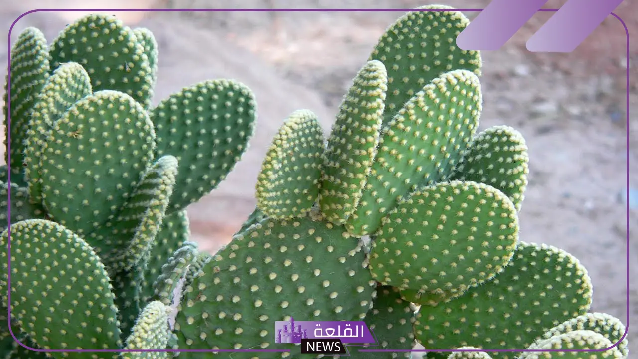 تفسير حلم رؤية نبات الصبار في المنام لابن سيرين 5 الصبار في منام الرجل